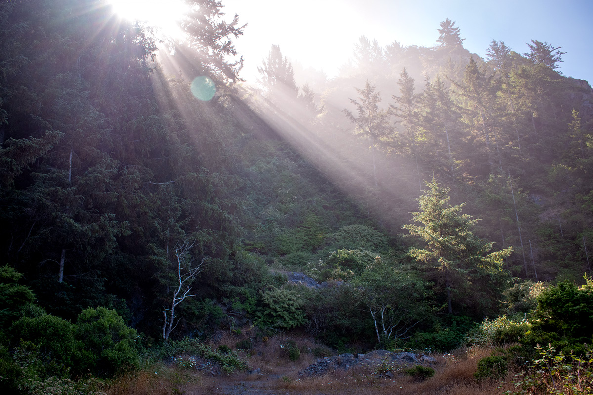 Sunshine through evergreens