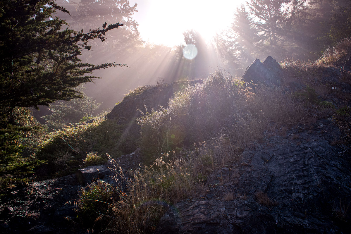 Sunshine pouring through a misty hillside