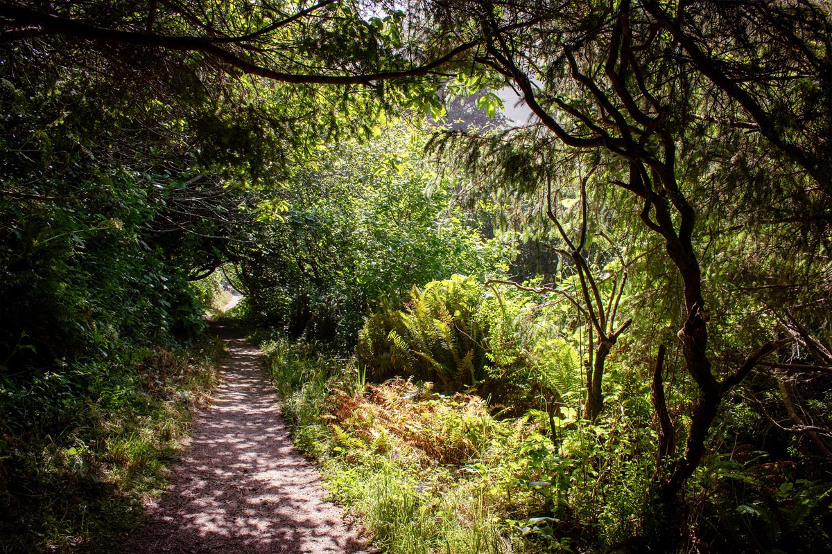 Path leading down a tunnel of evergreen trees and growth