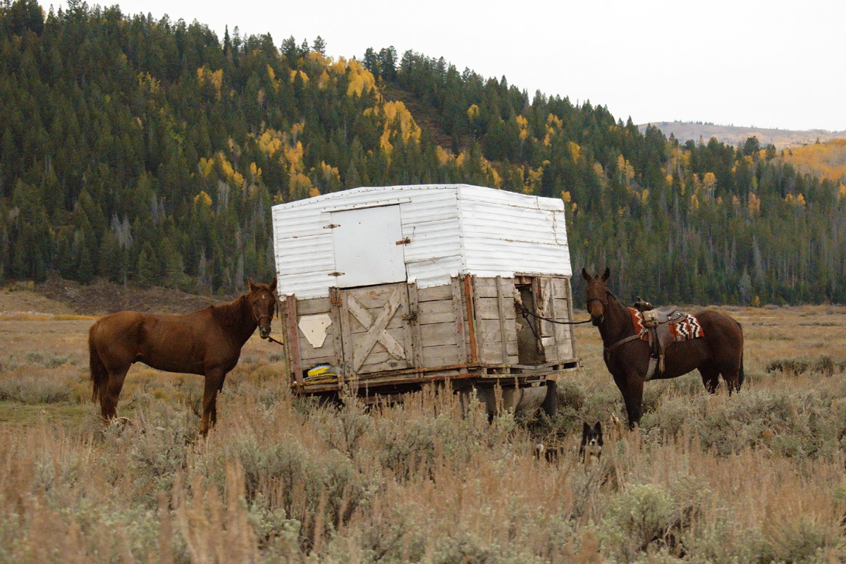 Two horses hitched to a shed standing with a dog