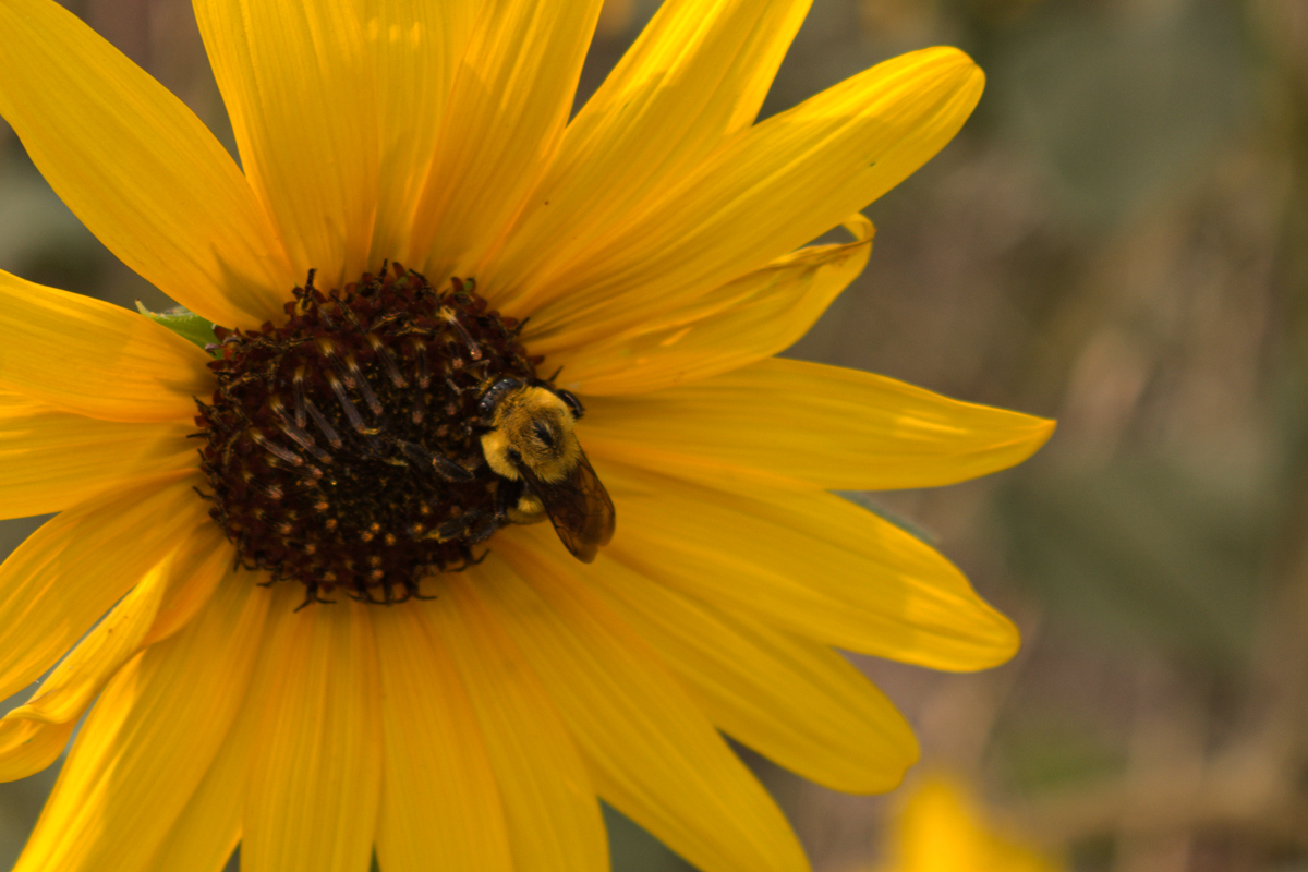 Big bumblebee on a sunflower