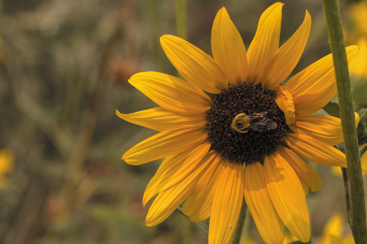 Big bumblebee on a sunflower