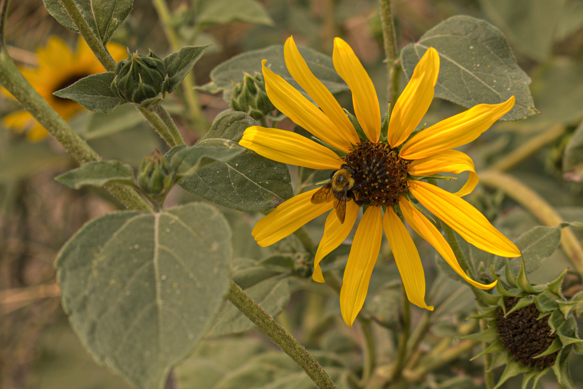 Big bumblebee on a sunflower