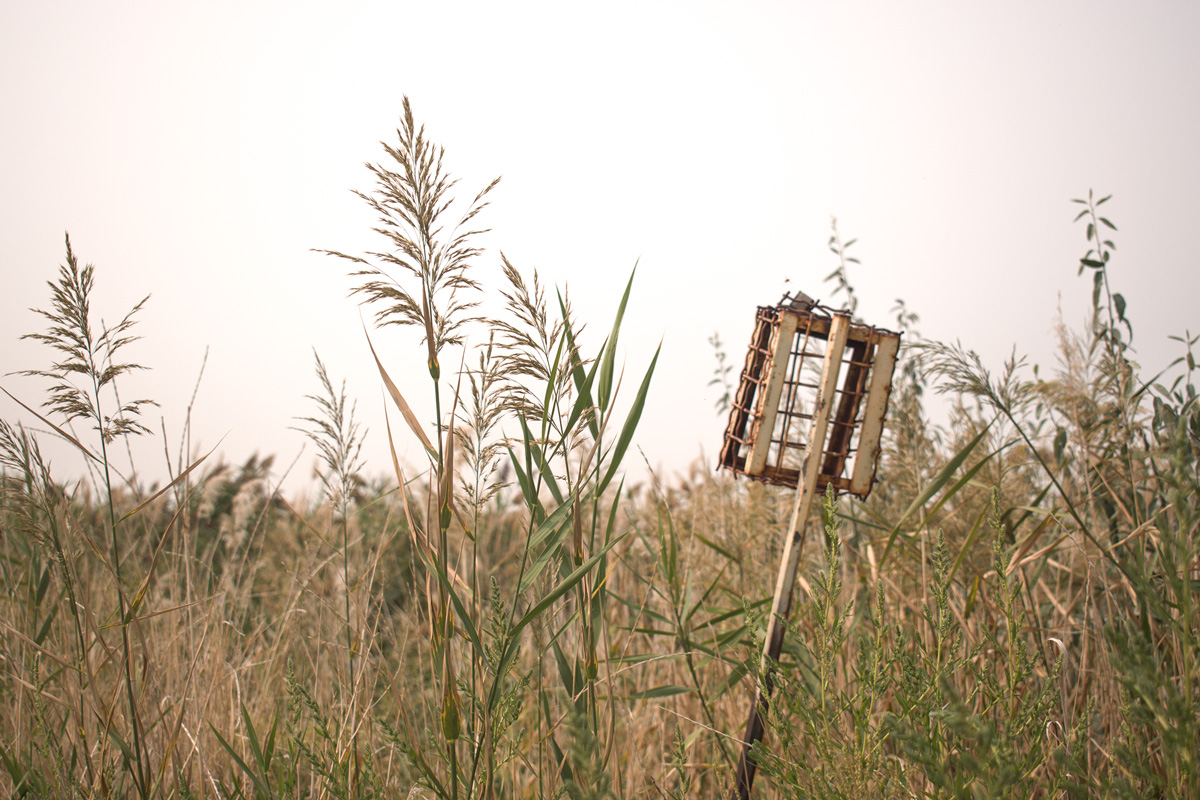 Dry grasses and some sort of cage on a stick