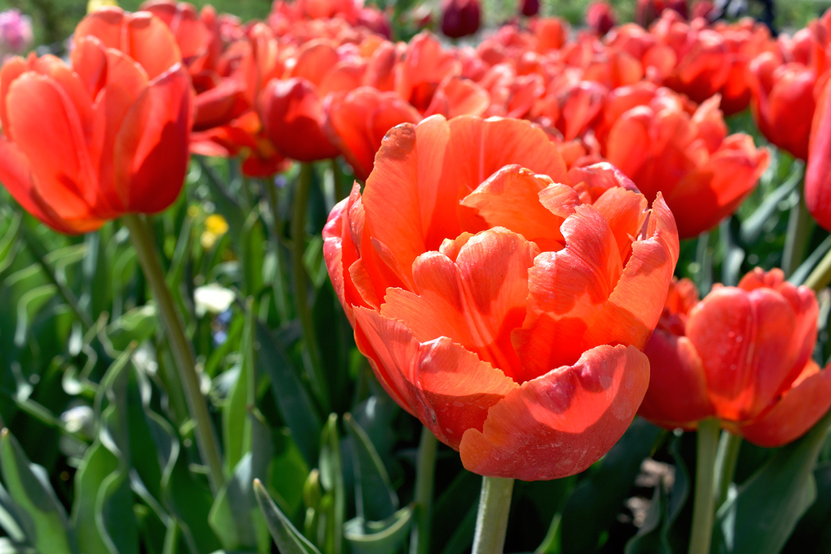 Orange Monte Tulips